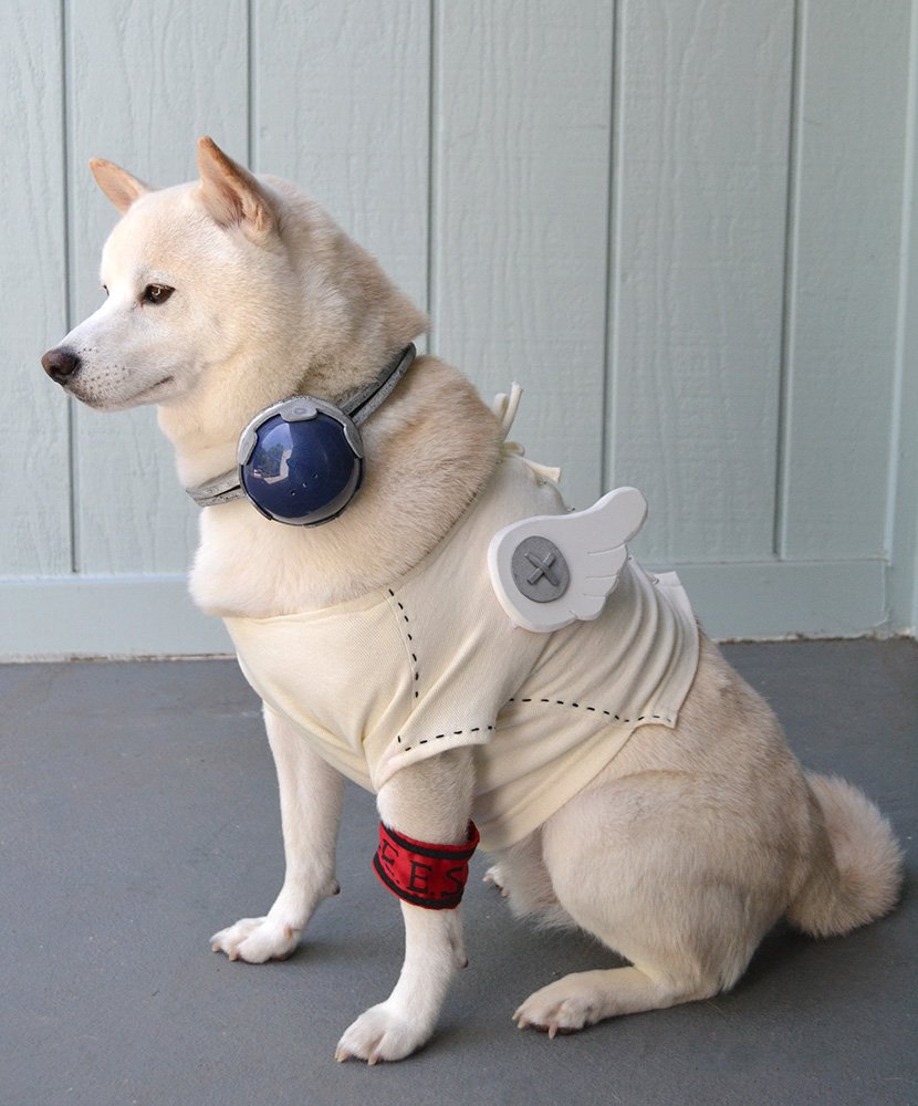 My dog is such a handsome boy~ <3