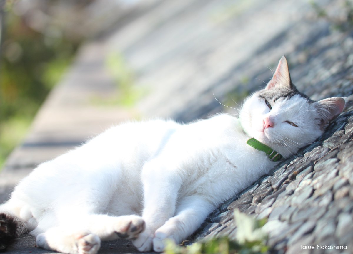 Haru 目を細めて こくっとしてる猫さん達を見ると まったり 穏やかな気持ちになります 国や文化は違えども 猫さん達は今日もいろんな場所でお昼寝を楽しんでいるのかな 岩合光昭の世界猫歩き