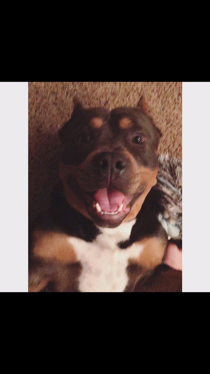 AutieSack's tweet photo. @TweetLikeAGirI Chubs! Happiest doggo in the 🌎 https://t.co/F6XePuID7K