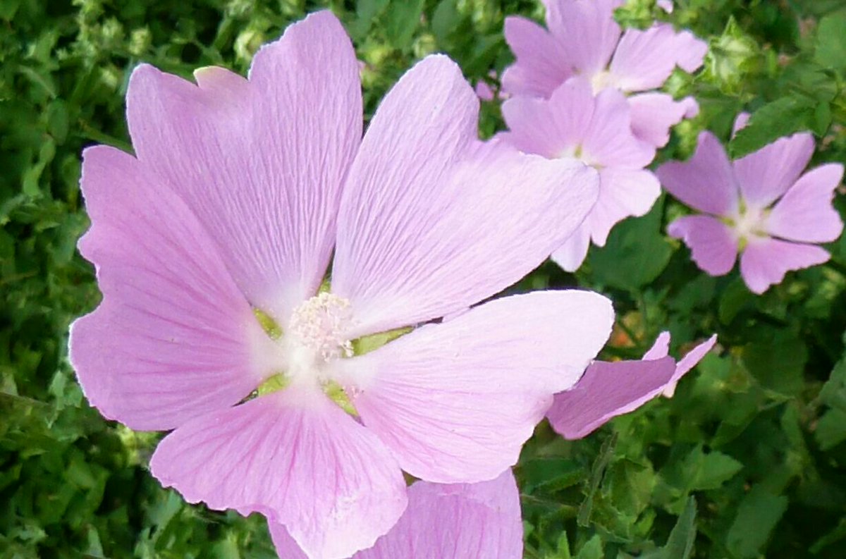 花 8月3日の花 ジャコウアオイ 花言葉 柔和 アオイ科ゼニアオイ属 別名 ムスク マロウ 由来 ジャコウの香りがすることから 渡来 明治時代 英名 Musk Mallow 原産地 欧州 地中海沿岸地域 古代から食用 ハーブティに利用 北海道に帰化し