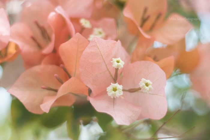 Mikajc Bougainvillea Papery Bracts That Create Bougainvilleas Colorful Display Flowers Calyx Macro ブーゲンビリア イカダカズラ 苞 萼 この淡い色合いが好きです T Co 3tzj4ifcxx
