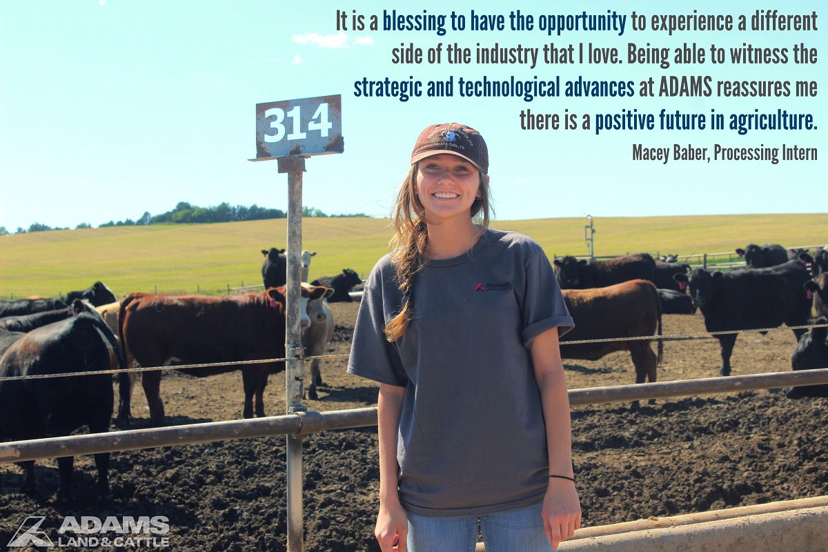 AdamsCattle's tweet photo. Meet one of our #ADAMSInterns...Macey Baber from @okstate! Take at look at what she enjoys most about her #internship. https://t.co/FNNovekq2B