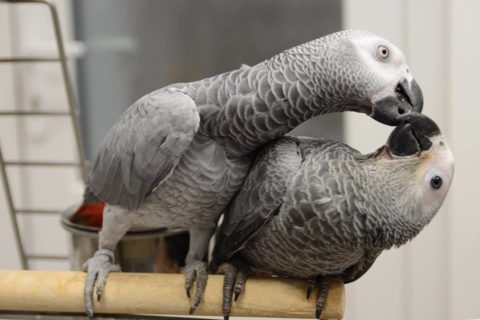 we have macaw chcicks and adults available now in stock feel free to contact;
Email; infosbirdsfarm@gmail.com
whatsapp; +16146800852