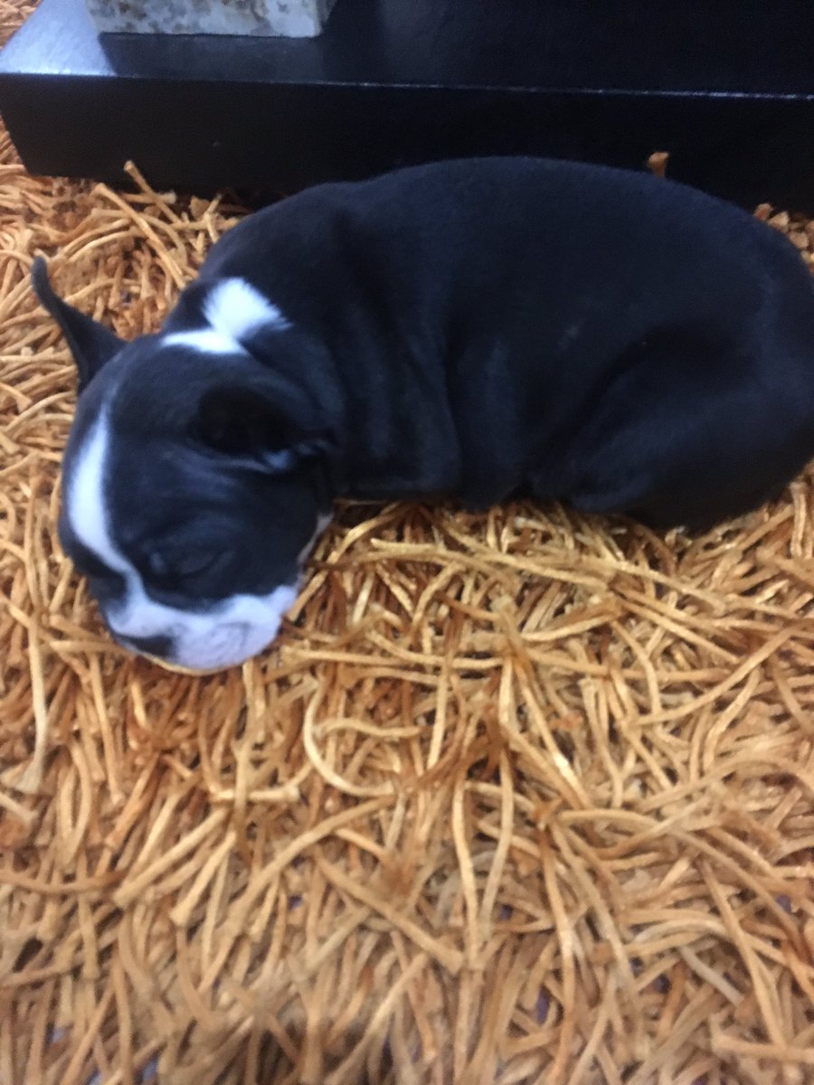 AlmaAlmizdely's tweet photo. Nuevo integrante de la familia #Dogki mis #Cuatitos felices con este cachorro 🐶 https://t.co/tdwxONA9gd
