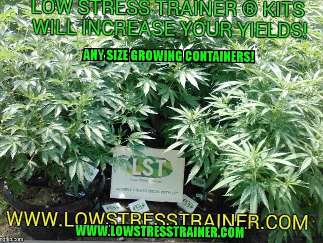 LSTgrowkit's tweet photo. Are you growing #Trees or #Bushes ? #GrowYourOwn #Medicine #Cannabis #Marijuana #ContainerGardening #MoreTops #BiggerYields #LST https://t.co/u6DVubuvdp