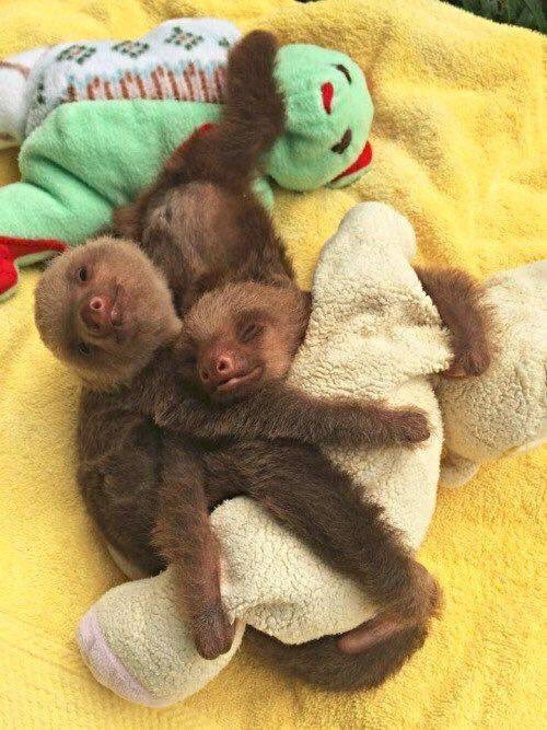 slothsqueak's tweet photo. snuggle buddies! π #dailysloth https://t.co/HFx1JkxsPD