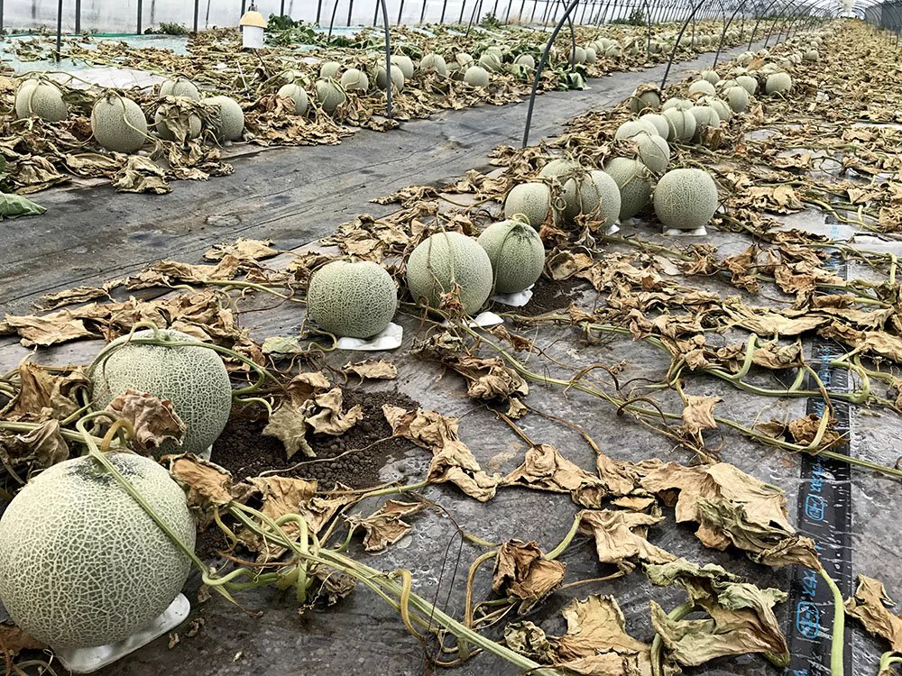 許せない！！メロン畑に除草剤をまく悪質行為！！