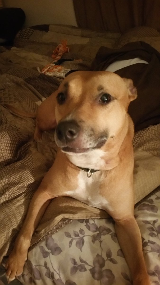 JENNI_KNIGHT_24's tweet photo. MY #BEAUTIFUL MAMI #DAIZII #JustAgirlAndHerPibbles #PIBBLES #PitBullMom https://t.co/EibIZfMCqK