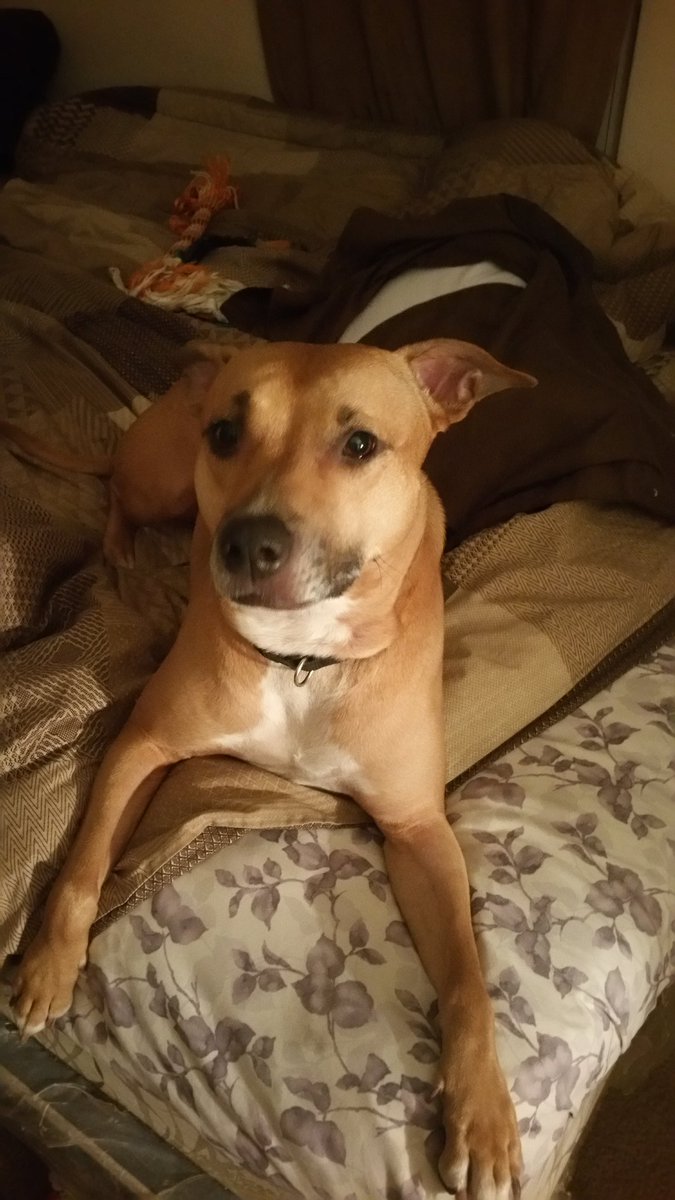 JENNI_KNIGHT_24's tweet photo. MY #BEAUTIFUL MAMI #DAIZII #JustAgirlAndHerPibbles #PIBBLES #PitBullMom https://t.co/EibIZfMCqK