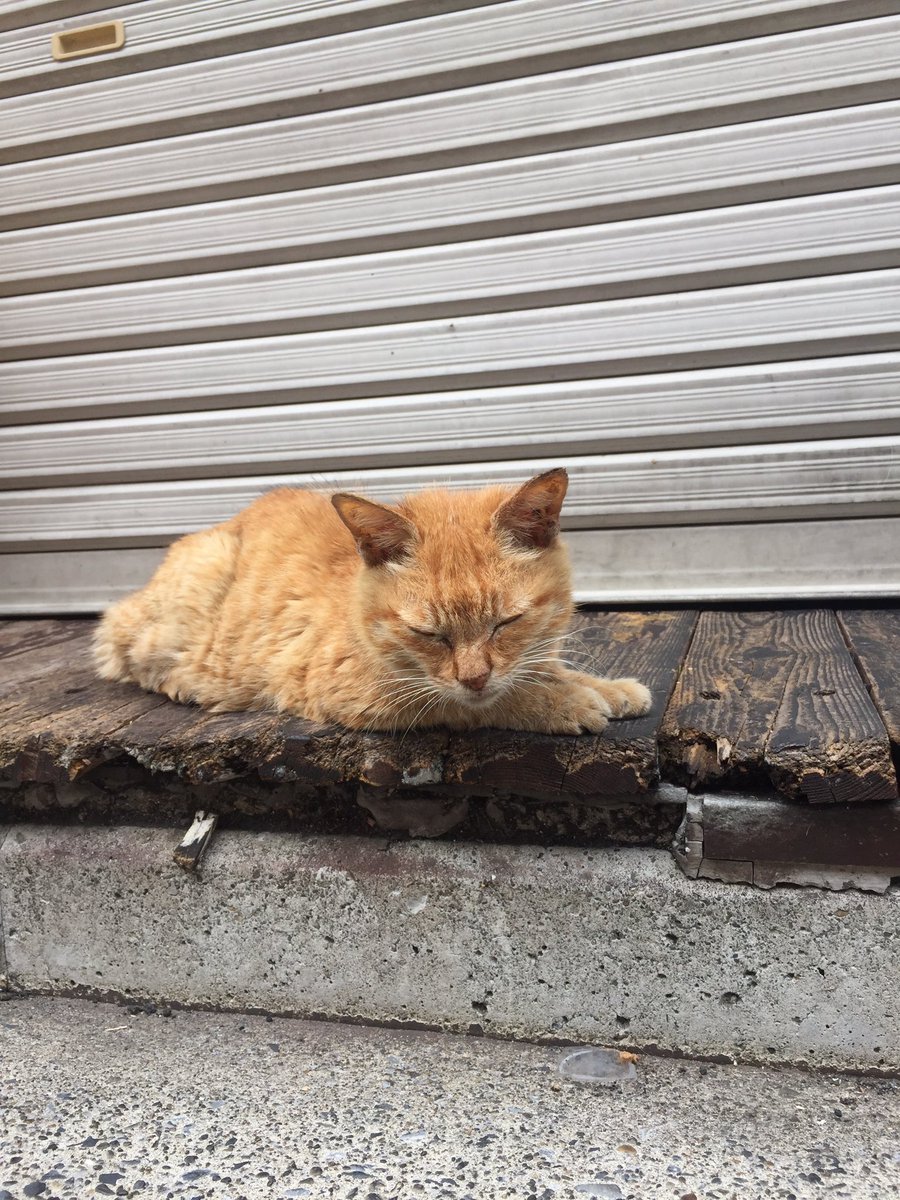 noracats's tweet photo. 57K mushisuzushi https://t.co/Zl0mZLUCKL