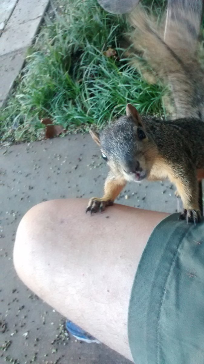 squirrels_rus's tweet photo. Just wanted to say "HELLO'' ! https://t.co/AR7mzLfIIz