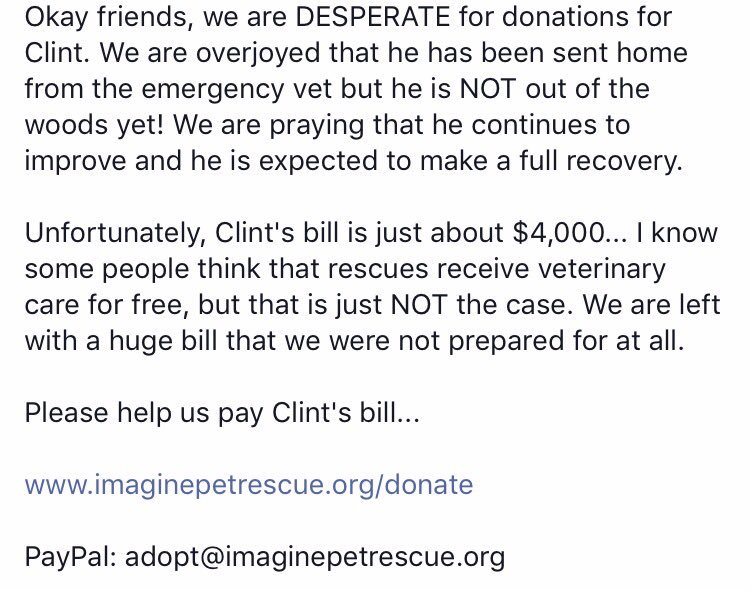 ImaginePet's tweet photo. Please help us pay off Clint's bill... We are committed to Clint and his recovery but we need your help! https://t.co/fZKLqFrcvz