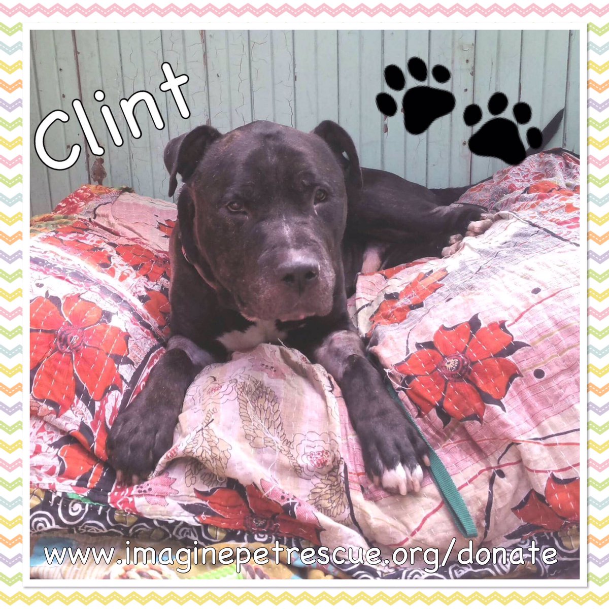 ImaginePet's tweet photo. Please help us pay off Clint's bill... We are committed to Clint and his recovery but we need your help! https://t.co/fZKLqFrcvz