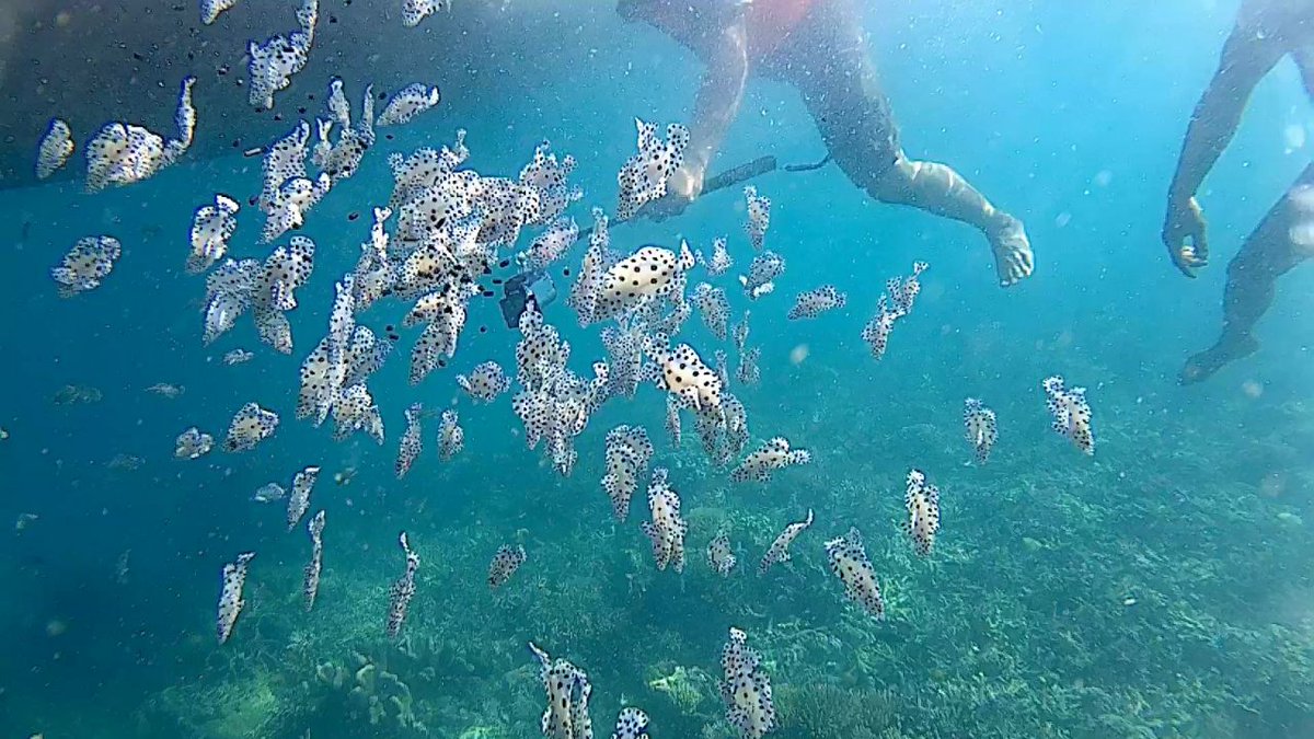 DJPB_SITUBONDO's tweet photo. #budidayahebat Under the water of Gililabak @s_soebjakto @BudidayaKKP https://t.co/q1lJxmSRyQ