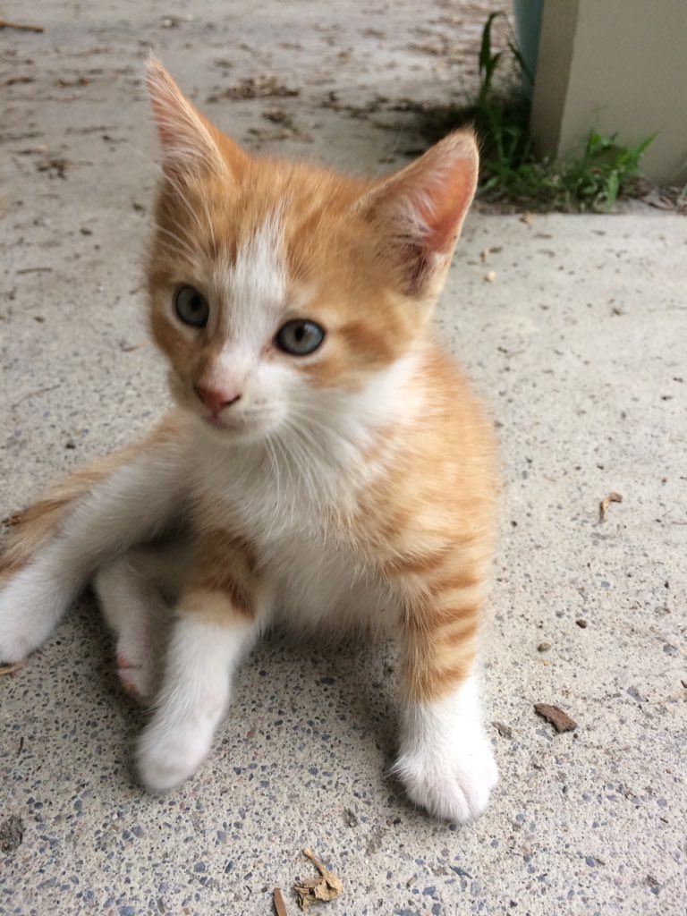 nataliebutlerrr's tweet photo. Just some adorable kittens to make your day better, have a good one💕 https://t.co/JbNmqArCoT