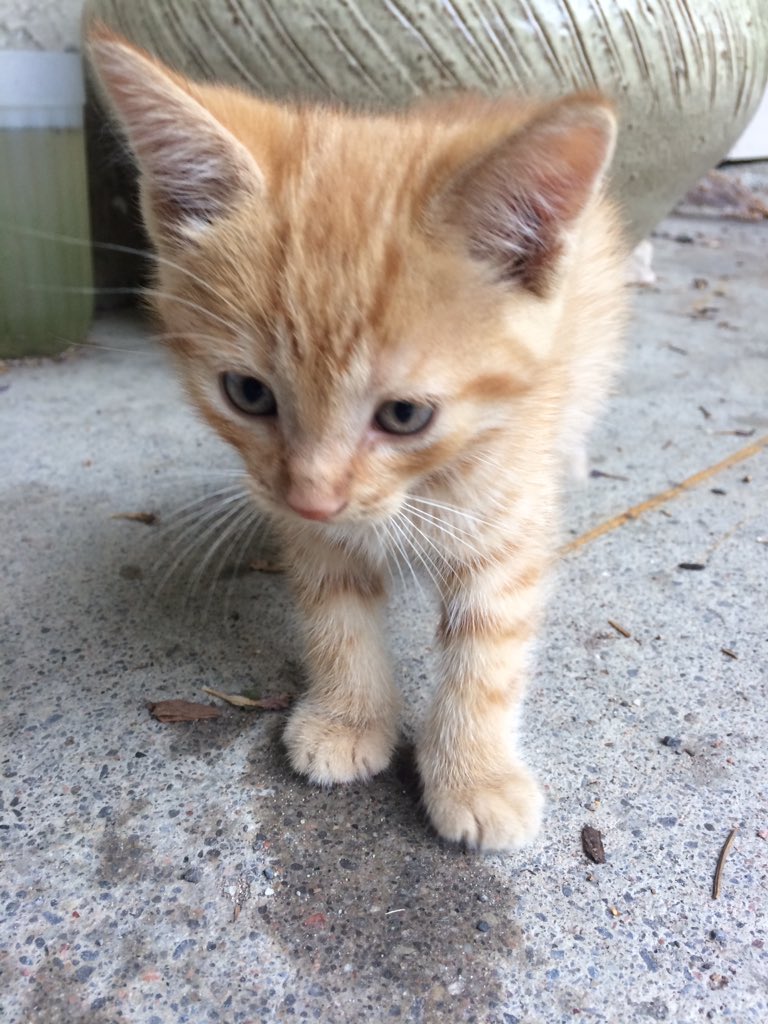 nataliebutlerrr's tweet photo. Just some adorable kittens to make your day better, have a good one💕 https://t.co/JbNmqArCoT