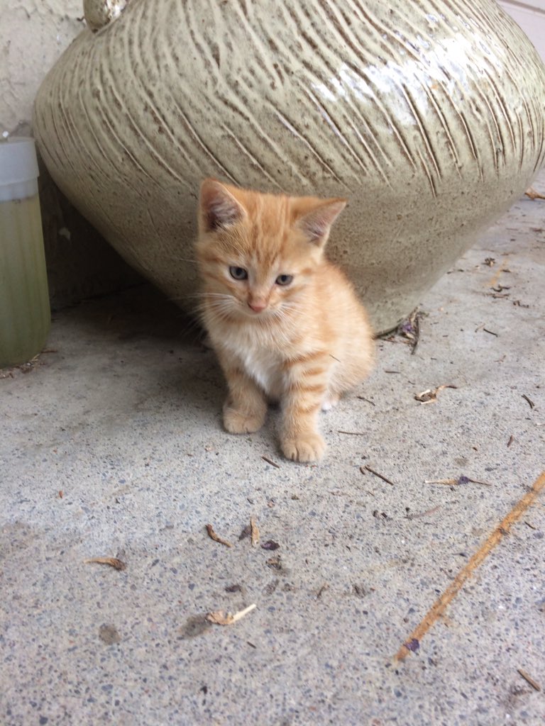 nataliebutlerrr's tweet photo. Just some adorable kittens to make your day better, have a good one💕 https://t.co/JbNmqArCoT