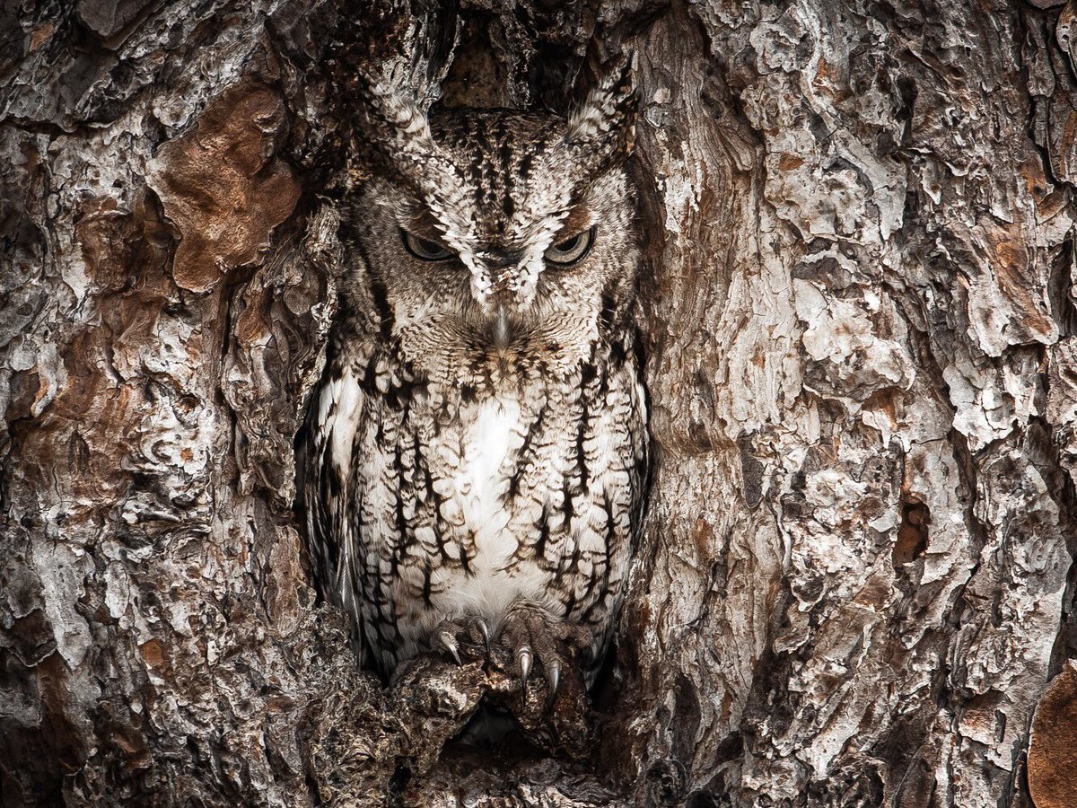 Check out these 10 amazing owls 🦉 pics (you’ll be talon everyone about them): on.doi.gov/owls