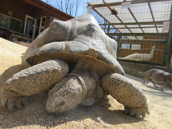 のんびりしてるけど心配なニュース 岡山県 渋川動物公園のゾウガメが脱走し行方不明に Togetter