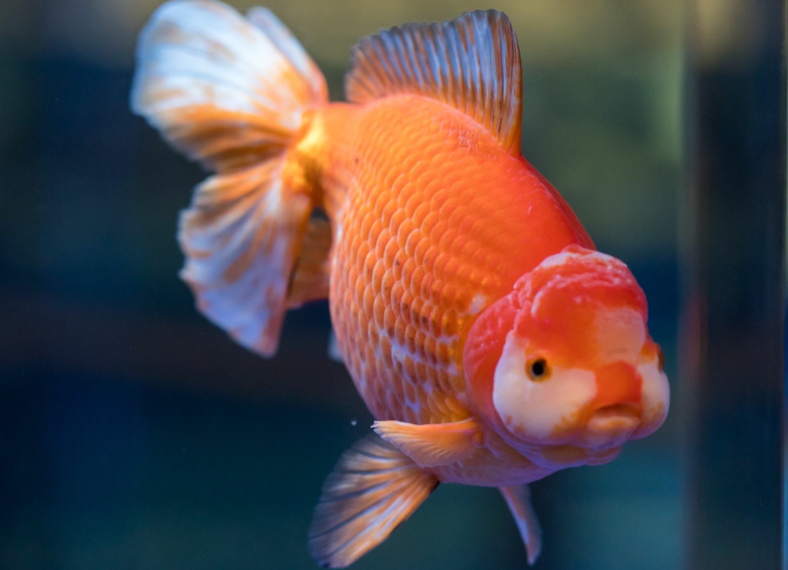 すみだ水族館【公式】 on X: 