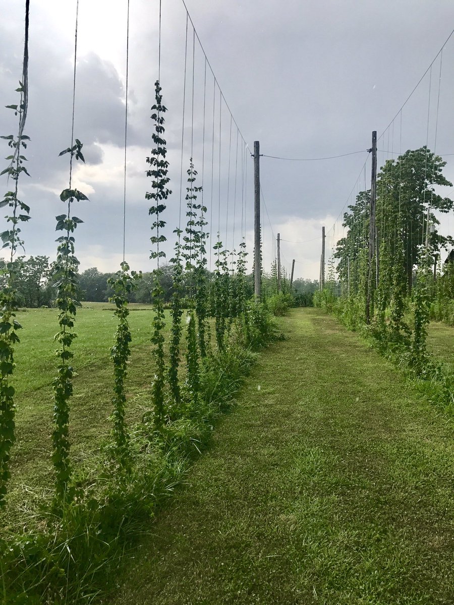 AucuttFarms's tweet photo. Coming along well. Going to be ready before I know it! #hops #beer #agriculture https://t.co/v5TM7jDUjp
