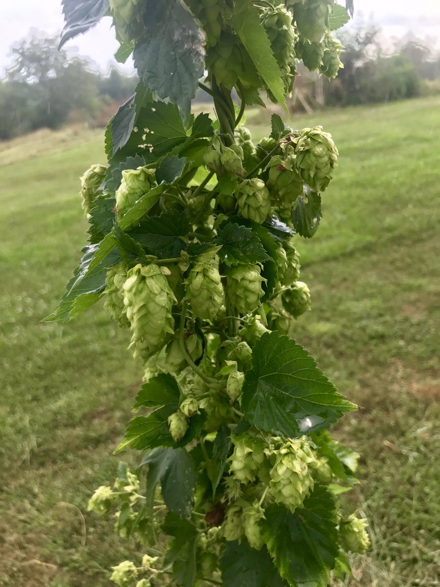 AucuttFarms's tweet photo. Coming along well. Going to be ready before I know it! #hops #beer #agriculture https://t.co/v5TM7jDUjp