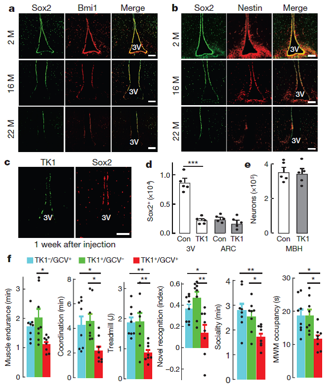 Transplantation or loss of healthy hypothalamic stem cells may slow down or accelerate ageing in mice, respectively go.nature.com/2vk5sFI