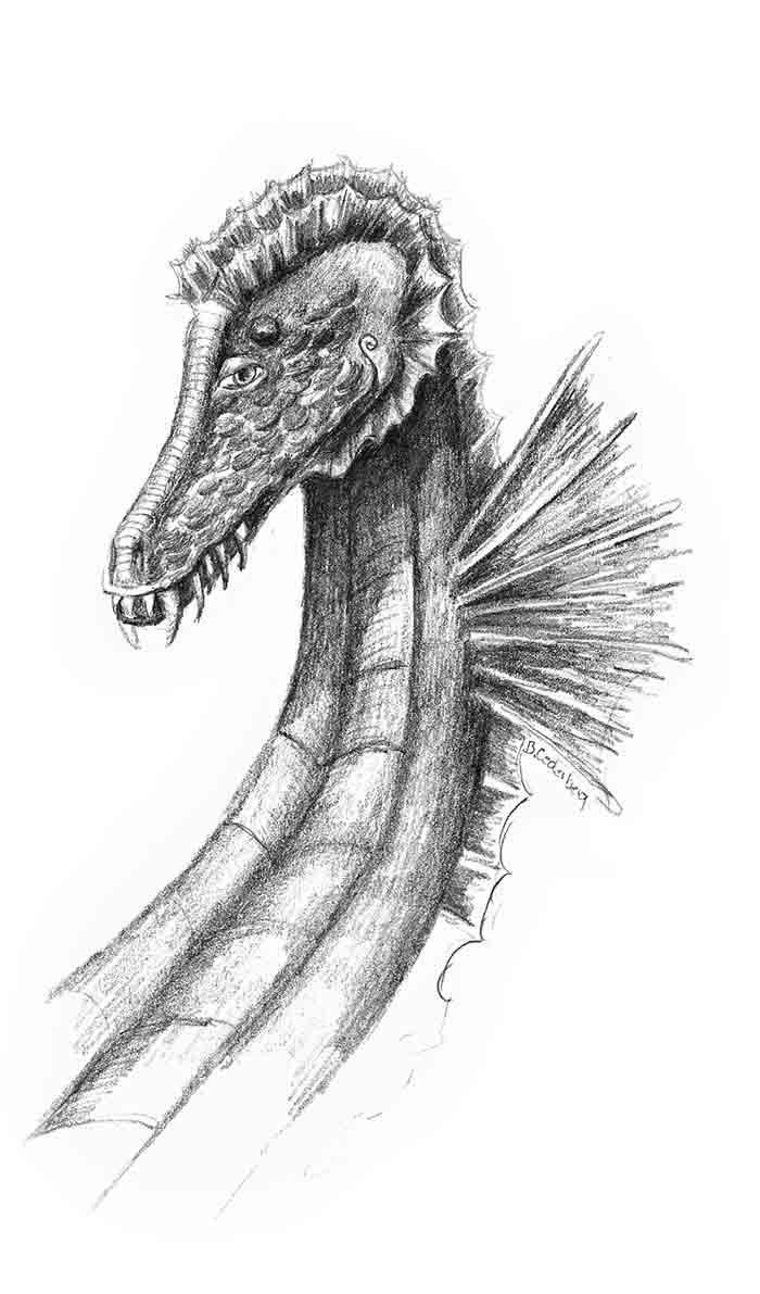 Steemit On Twitter Leafy Sea Dragon Pencil Drawing Steemit
