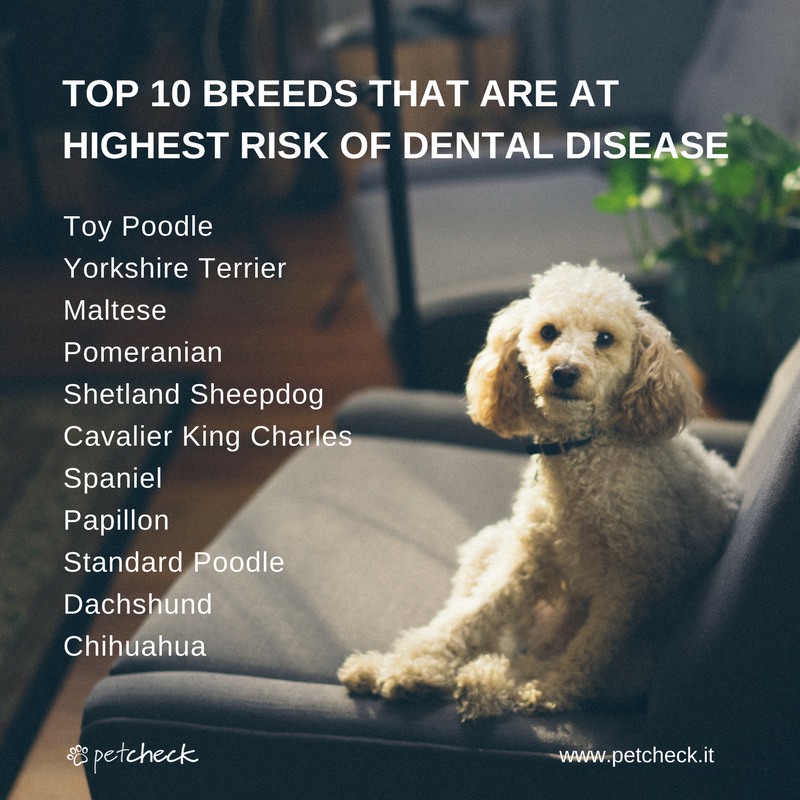 petcheckit's tweet photo. Did you know that some dog breeds are more prone to dental disease than others? Get the latest breed information at https://t.co/9fo90dfnWu https://t.co/6Iyvj4qr1Q
