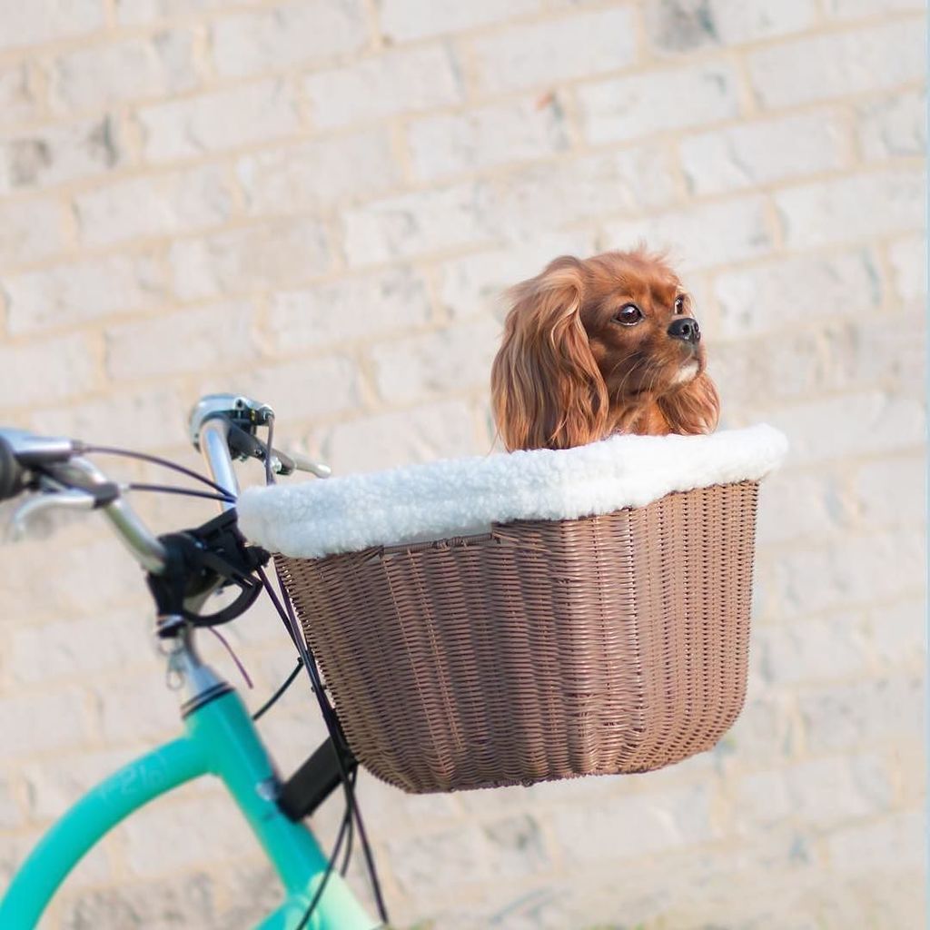 SolvitPets's tweet photo. Beautiful evening. Full belly. A ride with mom. It's a good life. •
•
•
📸 by @pawsitivelygeorgia https://t.co/unexYbgG4F https://t.co/dBdEfjWSLb