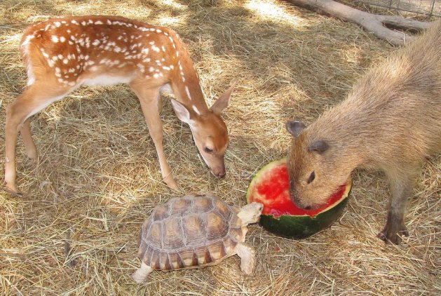 Chocu_'s tweet photo. ¿¿que nos diferencia de los animales??
ellos no pueden compartir los #chocopocs
¡¡no seas animal... y conparte!! https://t.co/8RBbXbT2c9