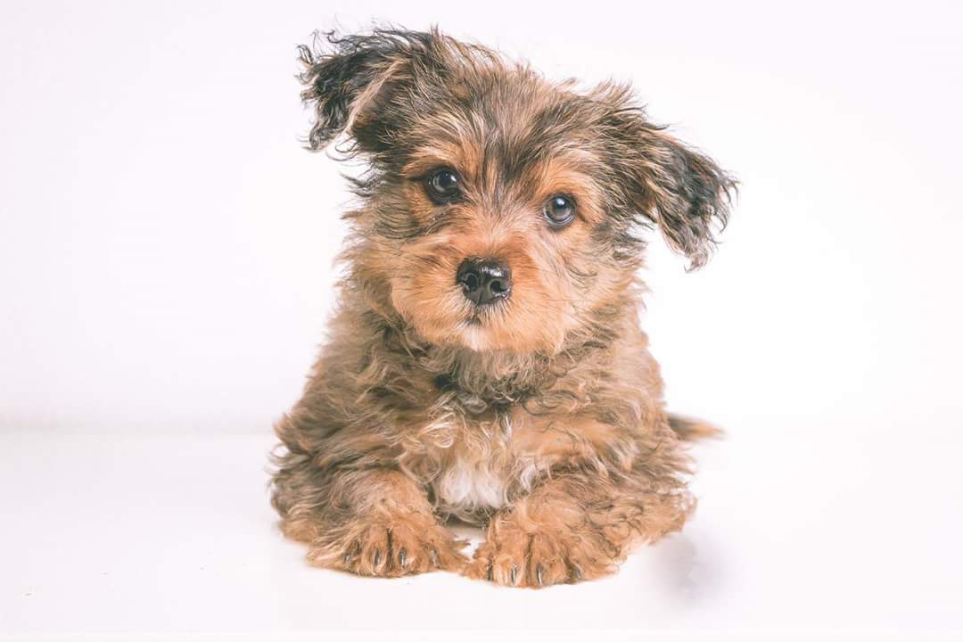 adoptamestizos's tweet image. Os presentamos a #Teebo, un cruce de yorkshire y algo con malos pelos 😋 Tiene 2 meses y de adulto será de tamaño pequeño.