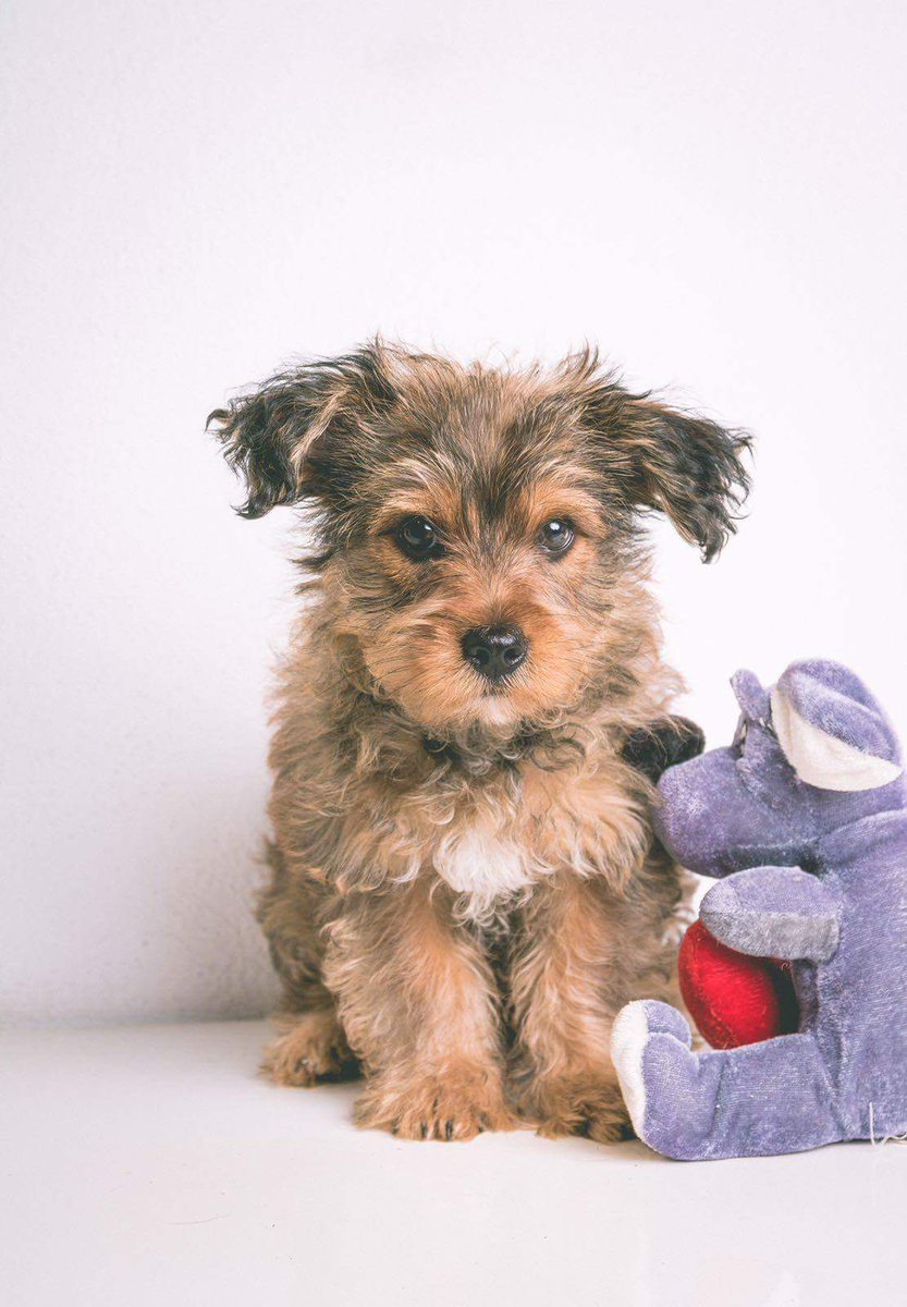 adoptamestizos's tweet image. Os presentamos a #Teebo, un cruce de yorkshire y algo con malos pelos 😋 Tiene 2 meses y de adulto será de tamaño pequeño.