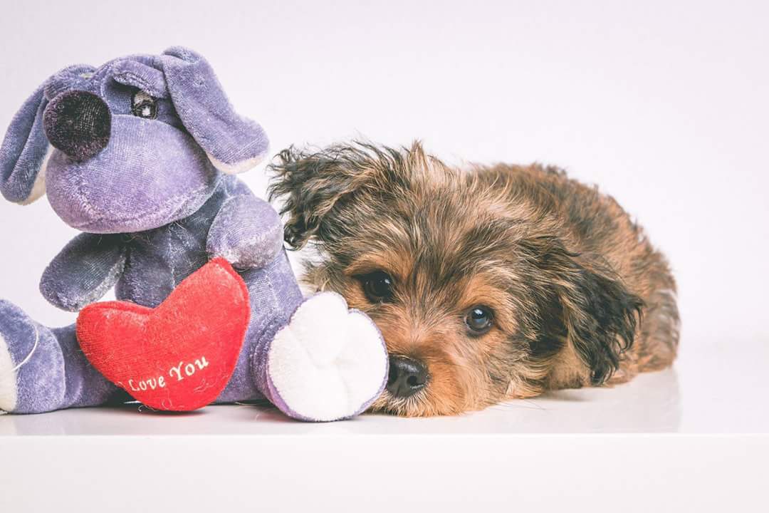 adoptamestizos's tweet image. Os presentamos a #Teebo, un cruce de yorkshire y algo con malos pelos 😋 Tiene 2 meses y de adulto será de tamaño pequeño.