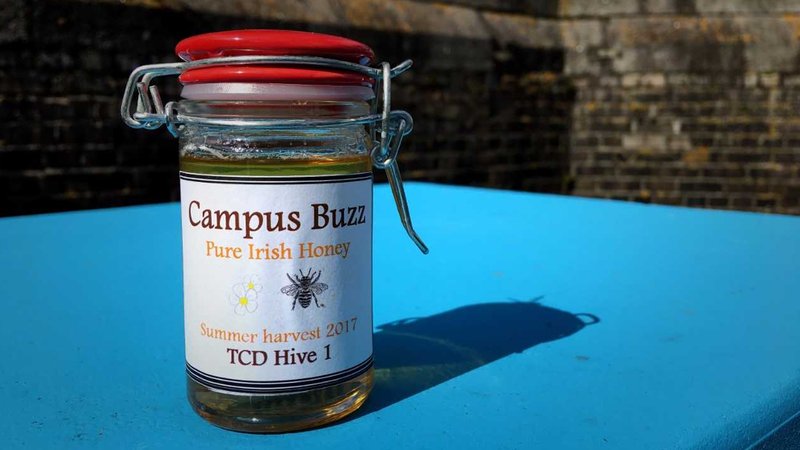 tcdalumni's tweet photo. The first jars of honey have been produced from beehives in Trinity as part of the Trinity Campus Pollinator Plan #TrinityQueen https://t.co/dNIT4RS1iS