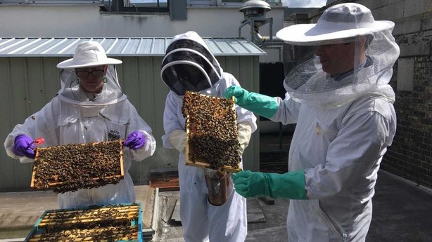 tcdalumni's tweet photo. The first jars of honey have been produced from beehives in Trinity as part of the Trinity Campus Pollinator Plan #TrinityQueen https://t.co/dNIT4RS1iS