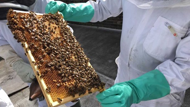 tcdalumni's tweet photo. The first jars of honey have been produced from beehives in Trinity as part of the Trinity Campus Pollinator Plan #TrinityQueen https://t.co/dNIT4RS1iS