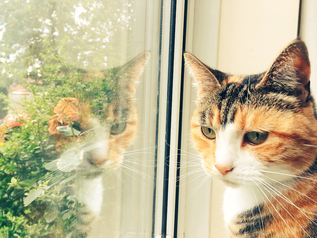 whispersmummy's tweet photo. @glacialflow Dana is 6 1/2. Still looks like a kitten tho! She's like 3kgs!
Ps this literally has a filter. The reflection was a fluke! #artyCat https://t.co/Xgi7d2iamX