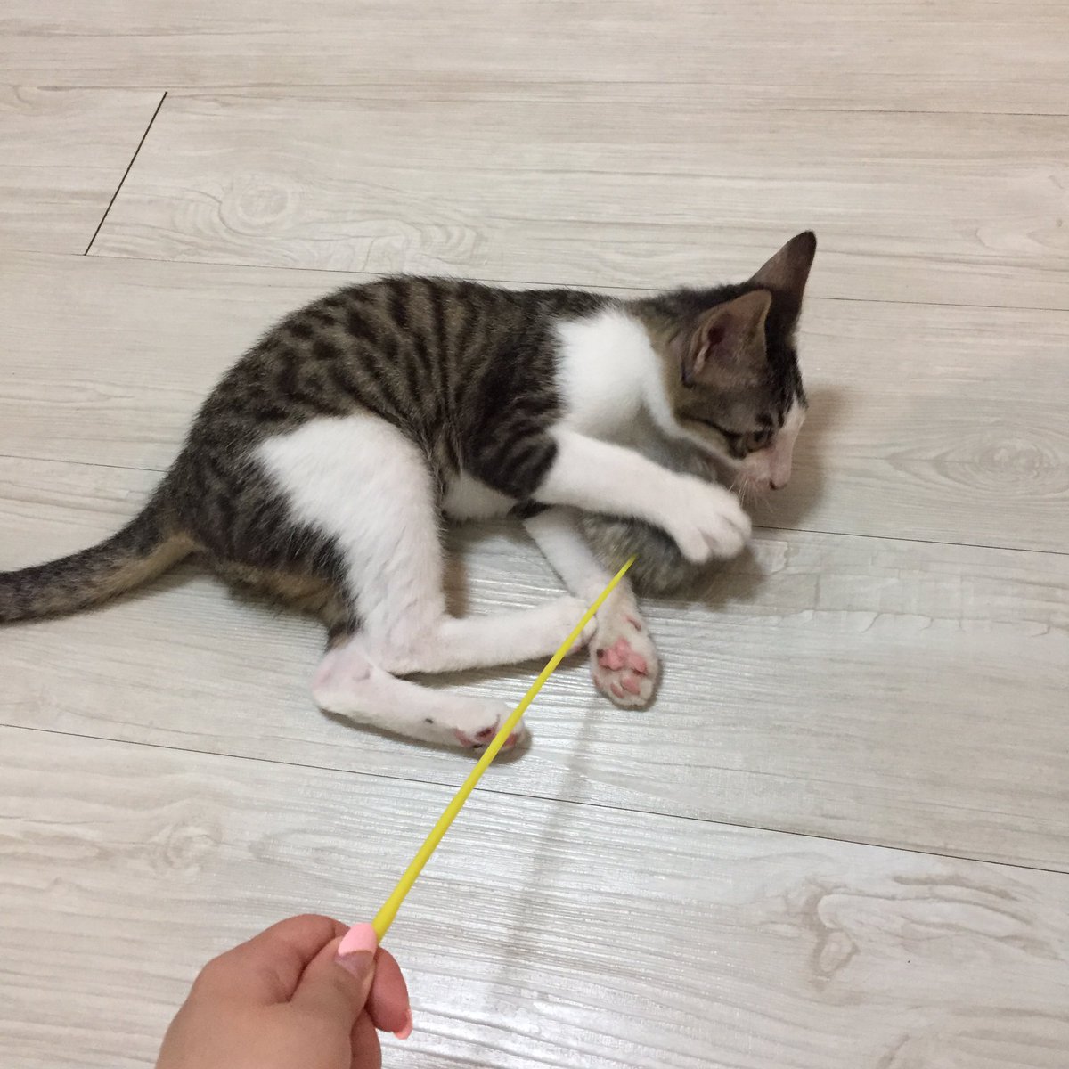 セラピスト奈良 好きな食べ物はバナナ على تويتر Kirinさんち Kirin6273 で愛猫 のチャコタパイセンをモフモフしております 可愛いでごわす まだ子猫だからちっちゃい 猫 Cat 獰猛な獣 猛獣 チャコタでごわす