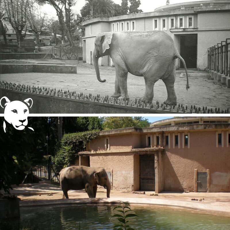 #ThursdayThoughts 30 years separate these two images, disgraceful that we haven't come very far isn't it 😡😡
bornfree.org.uk/campaigns/zoo-…