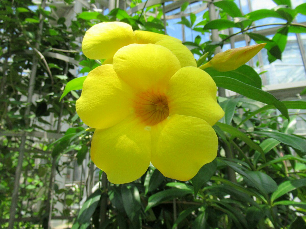 雑草図鑑 準備中 V Twitter 578 アリアケカズラ キョウチクトウ科 熱帯アメリカ原産 別名アラマンダ 熱帯温室では一年中咲く 沖縄では街路樹にされる 本州では鉢植で夏に咲く 花 常緑樹 フラワー 夏の花