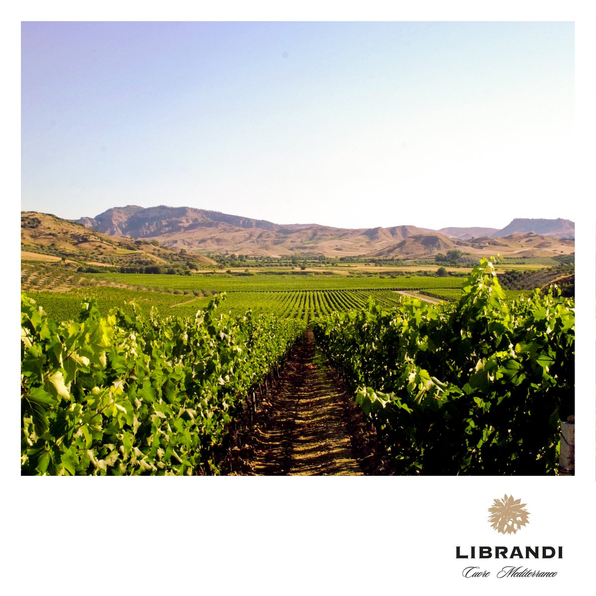 LibrandiWine's tweet photo. First comes the #SauvignonBlanc - #countdowntoharvest #harvest #harvest2017 #vendemmia #vendemmia2017 #Calabria #winelover https://t.co/ZYLOhorEjU