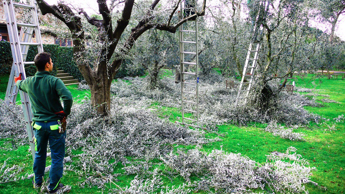 Treeraider's tweet photo. #Tree_Raider offers professional #Tree_Pruning_Epping, #Sydney, North Shore & North #Ryde. We're passionate about #trees and plant pruning. https://t.co/6Rkl6tjDnd