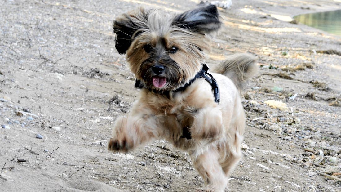 Reizangel – Ein toller Spielspaß, um den Hund körperlich auszulasten buff.ly/2uWhtQy