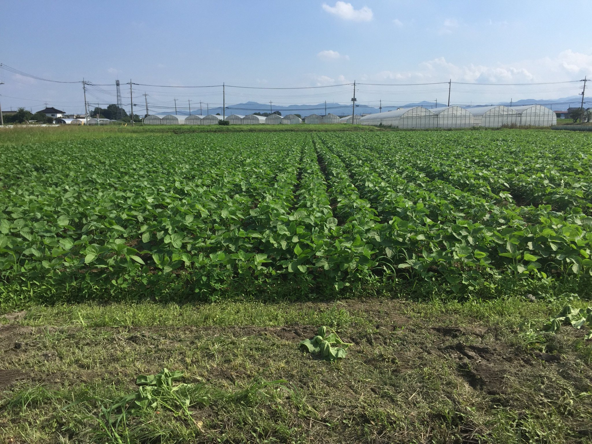 オリエンタルバイオ ラフィーネ協賛活動 公式 オリエンタルバイオのほとんどの商品に含まれている 大豆発酵エキス Nt 今回 その大豆発酵エキスの源である大豆畑に行ってきました 大豆達が秋まですくすくと成長するのがとても