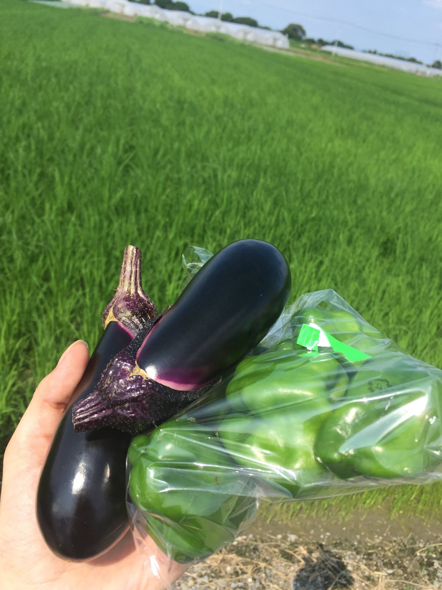 オリエンタルバイオ ラフィーネ協賛活動 公式 オリエンタルバイオのほとんどの商品に含まれている 大豆発酵エキス Nt 今回 その大豆発酵エキスの源である大豆畑に行ってきました 大豆達が秋まですくすくと成長するのがとても楽しみです