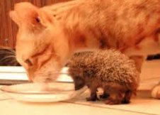 Chocu_'s tweet photo. ¿¿que nos diferencia de los animales??
ellos no pueden compartir los #chocopocs
¡¡no seas animal... y conparte!! https://t.co/8RBbXbT2c9
