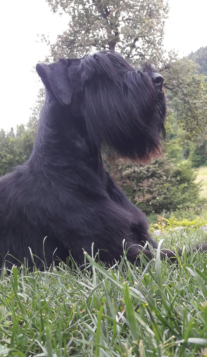 ferlan_maks's tweet photo. Isn't he beutifull...🐕🐶😍😘 https://t.co/4xdyKmRGd9