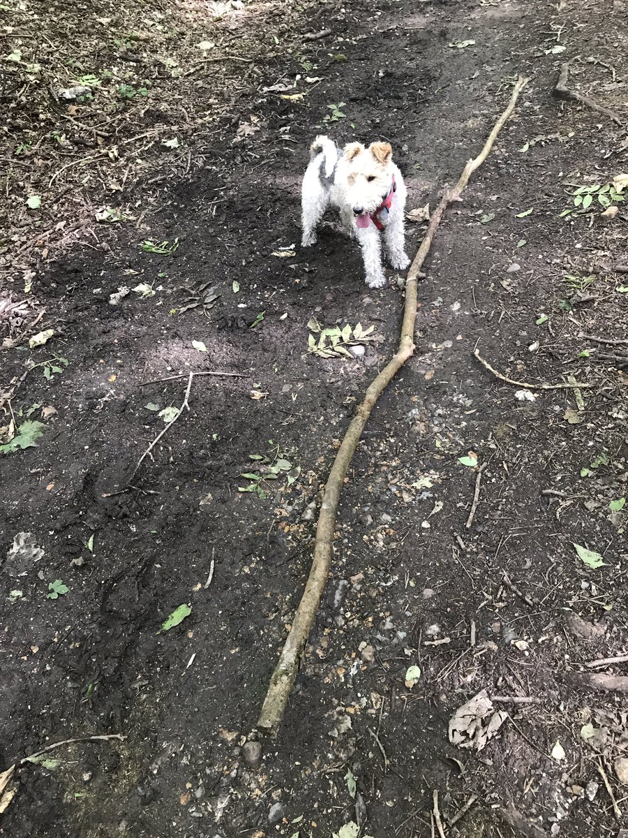 PoTheWHFT's tweet photo. Check out dis beaut, Dad did say find a stick! Wasn't so impressed when I kept hitting his ankles wiv it tho! #DogsofTwitter #whft #stickpro https://t.co/aiAmT46sCo