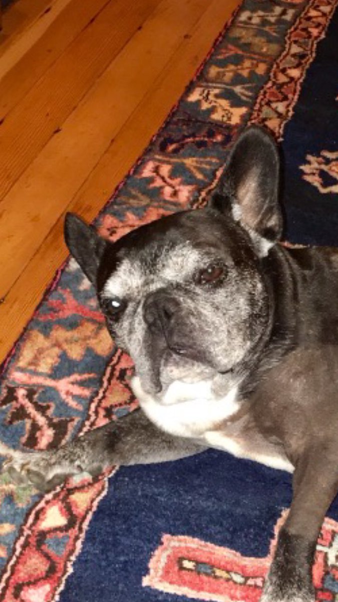 Was hoping for a cute "doggo is druggo" photo but this was his 4th surgery in 10 weeks and he is PISSED. 😂😂😳